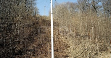 Palo MT