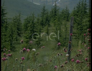 Paesaggio collinare
