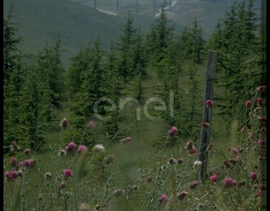 Paesaggio collinare