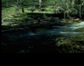 Torrente