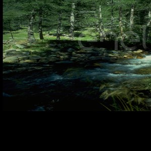 Torrente