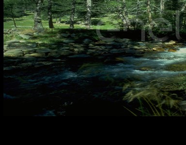 Torrente