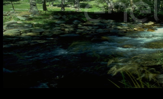 Torrente