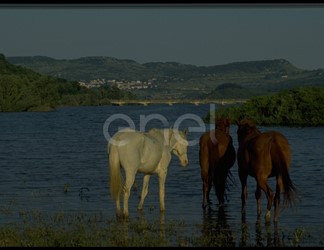 Cavalli e Lago Barrea