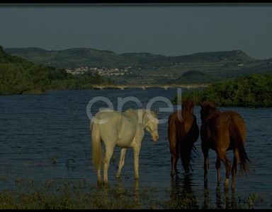 Cavalli e Lago Barrea