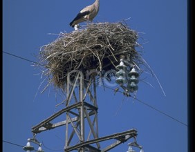 Cicogna, nido e traliccio