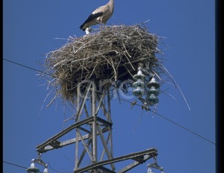 Cicogna, nido e traliccio