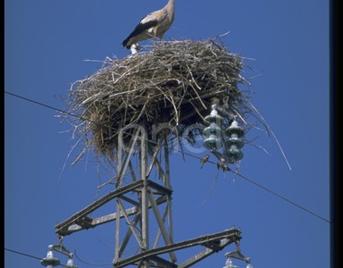 Cicogna, nido e traliccio