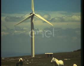 Aerogeneratore e cavalli