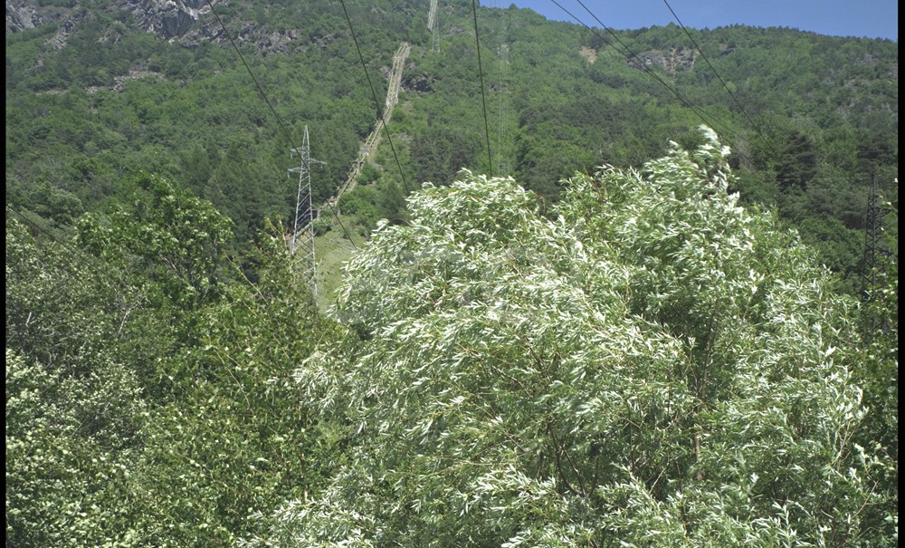 Condotta forzata