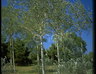 Bosco