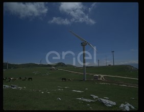 Campo eolico e cavalli
