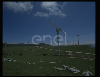 Campo eolico e cavalli