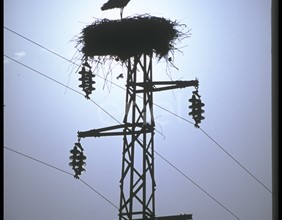 Cicogna e nido su traliccio