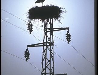 Cicogna e nido su traliccio