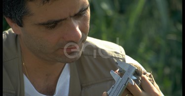 Uomo misura il becco di un rapace