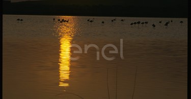 Stagno Porcus con fenicotteri