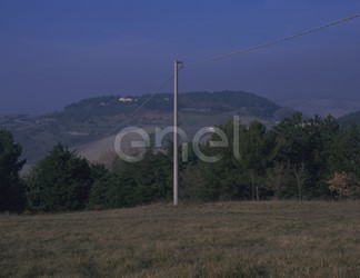 Palo