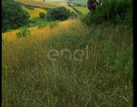 Monitoraggio ambientale nelle aree limitrofe alla centrale e tecnico