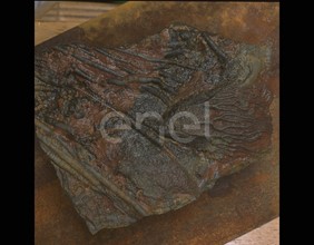 Fossile