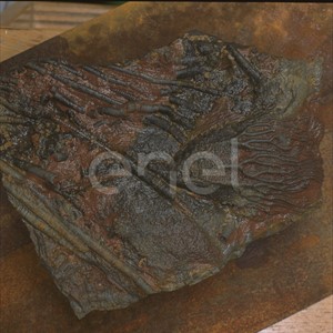 Fossile