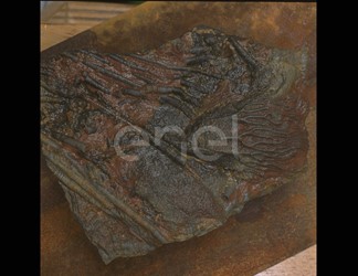 Fossile