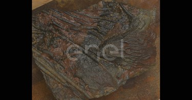 Fossile