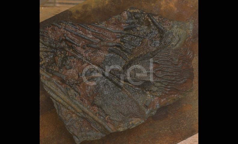 Fossile