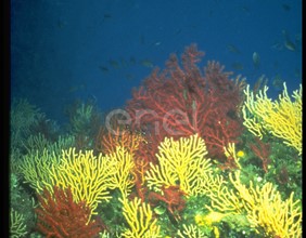 Fondali corallini