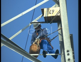 Operaio, traliccio, nido artificiale