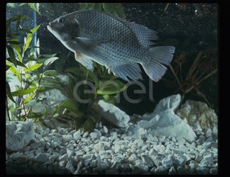 Tilapia in acquacoltura