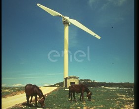 Aerogeneratore e cavalli