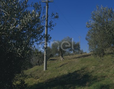 Linea MT