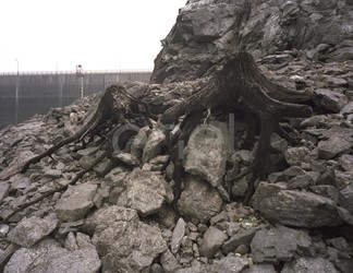 Diga, rocce e radici