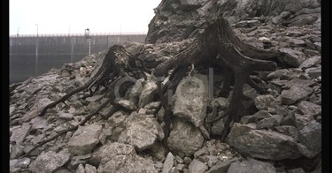 Diga, rocce e radici