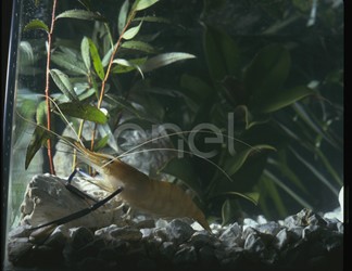 Gambero d'acqua dolce