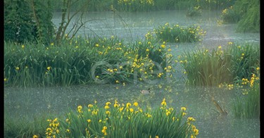 Paesaggio lacustre con germano reale
