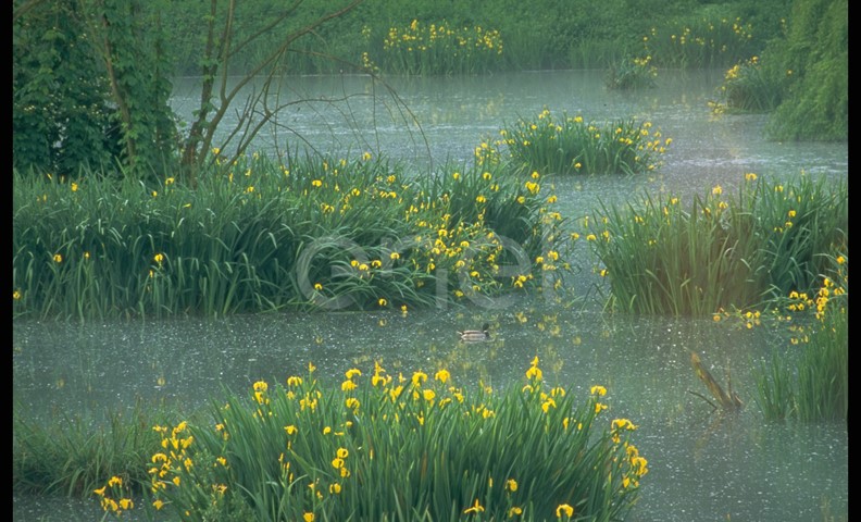 Paesaggio lacustre con germano reale