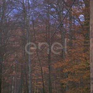 Linea nel bosco