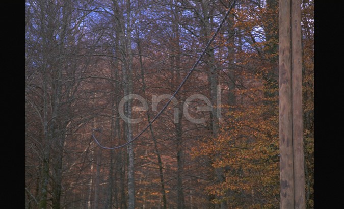 Linea nel bosco