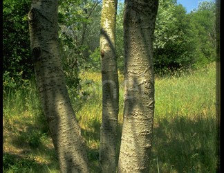 Bosco