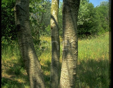 Bosco