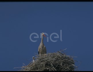 Cicogne e nido